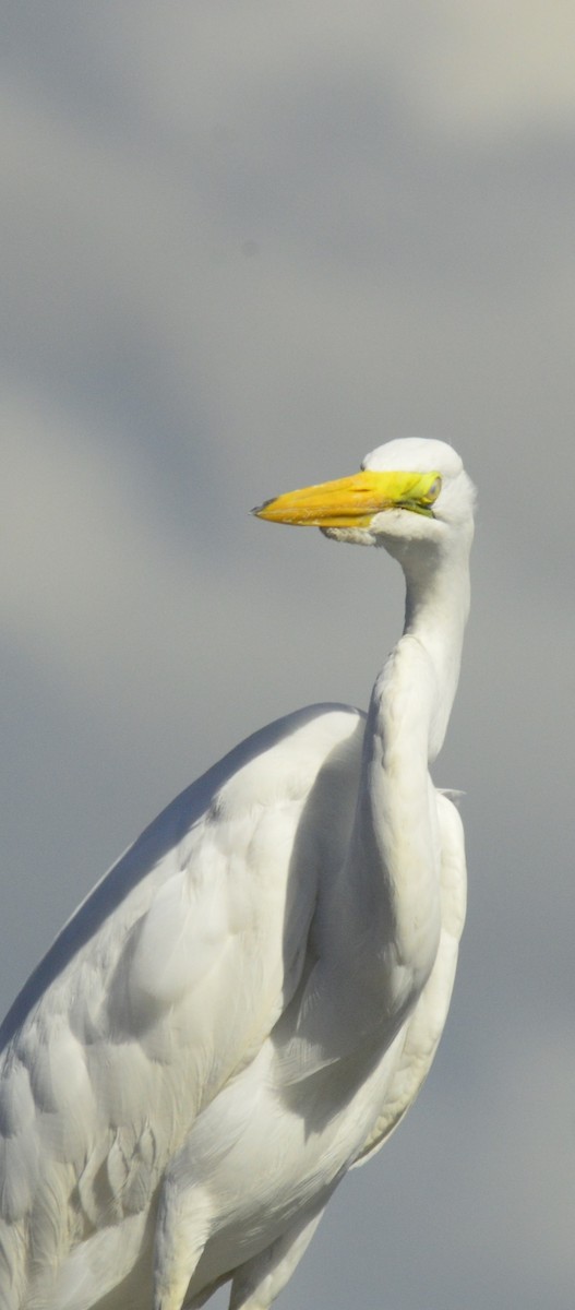 Grande Aigrette - ML646529940