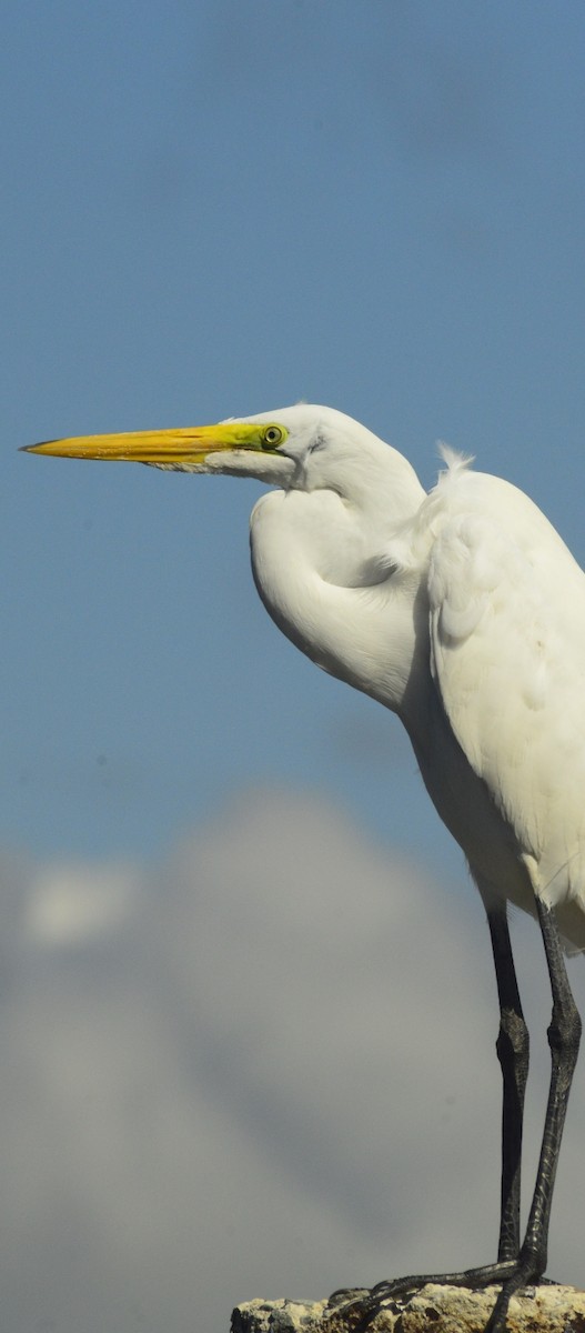 Grande Aigrette - ML646529941