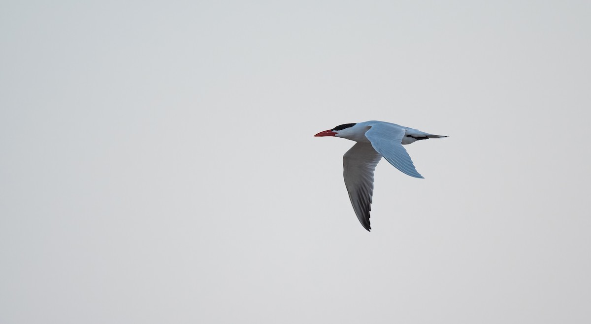 Sterne caspienne - ML646529943