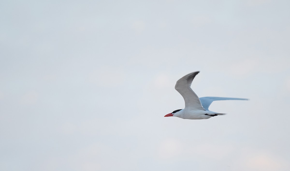 Sterne caspienne - ML646529944