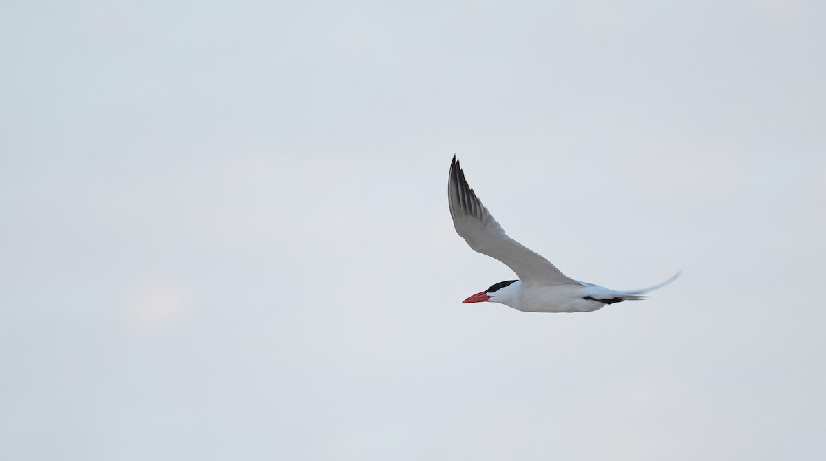 Sterne caspienne - ML646529945