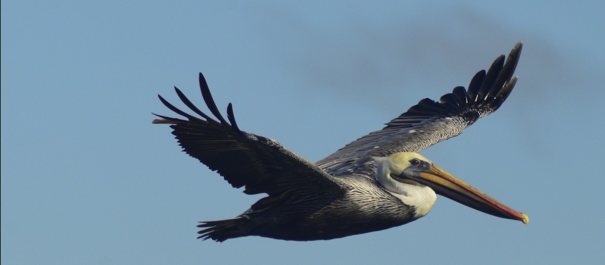 Pélican brun (occidentalis/murphyi) - ML646529949