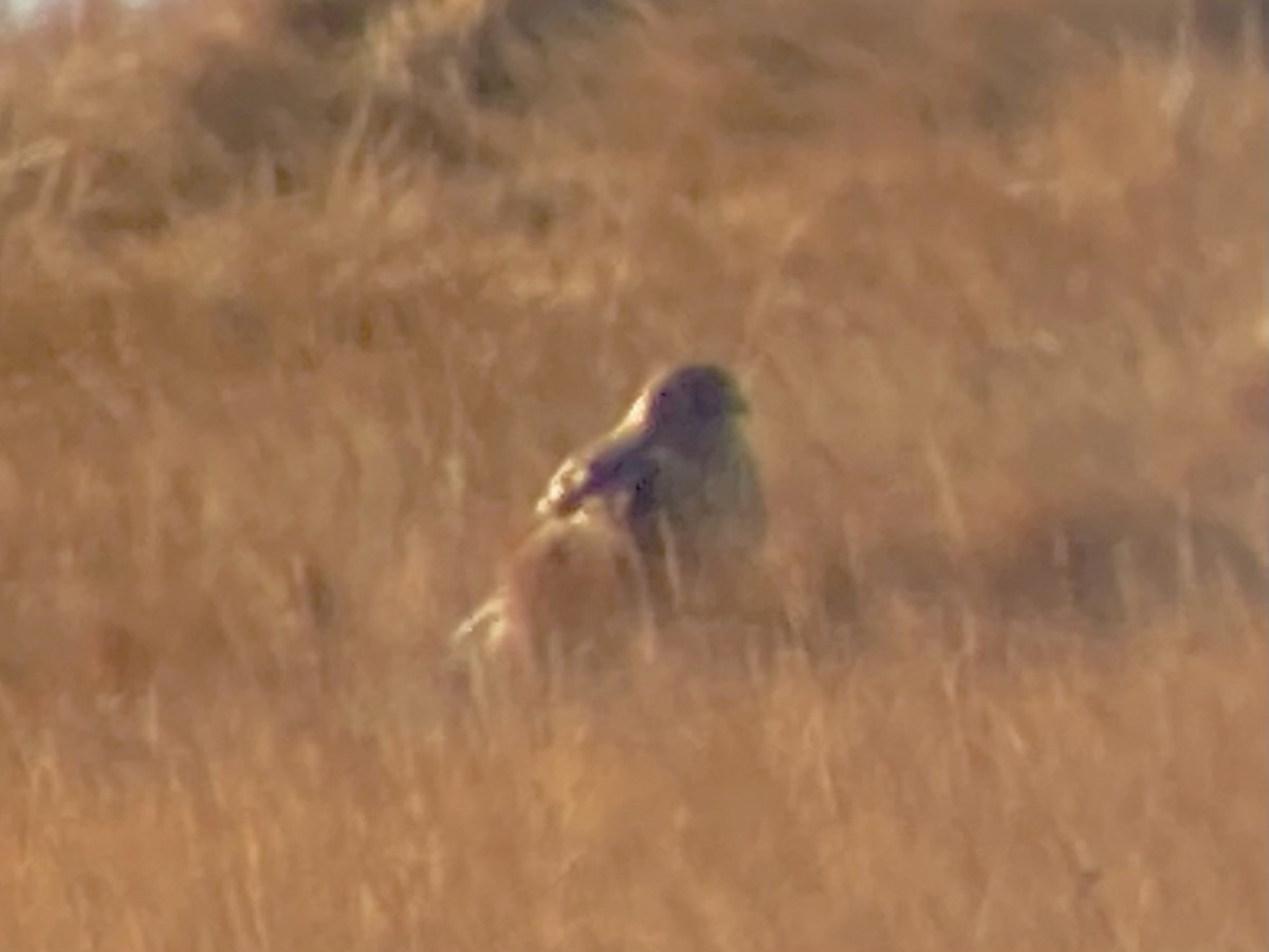 Busard des marais - ML646529950