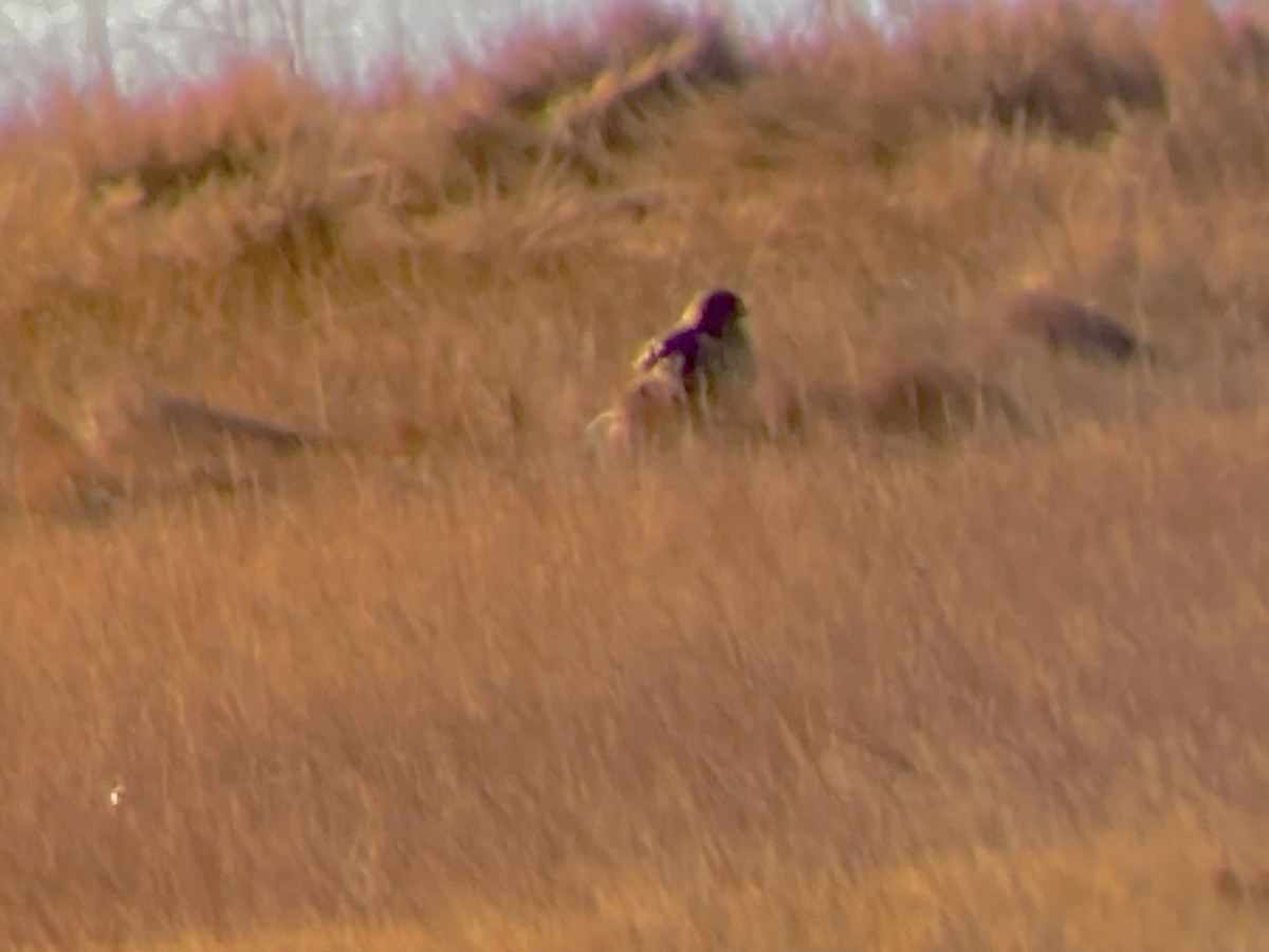 Busard des marais - ML646529951