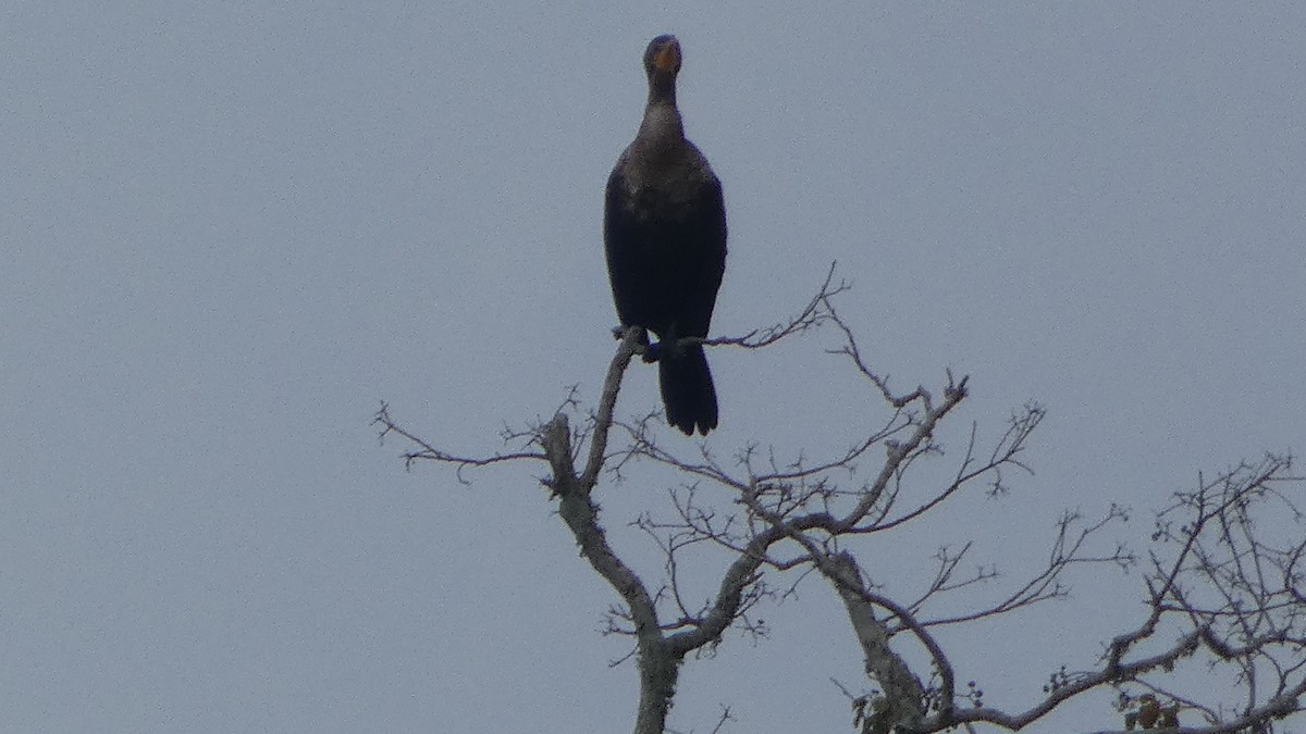 Cormoran à aigrettes - ML646529952