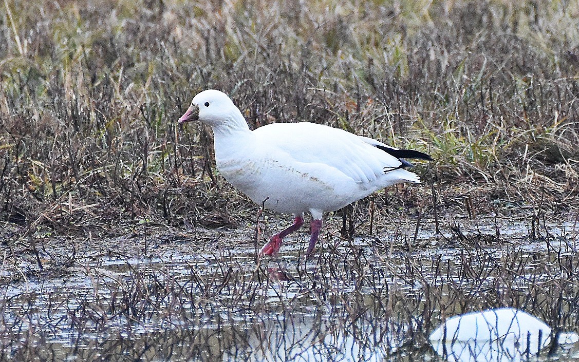 Zwergschneegans - ML646529953