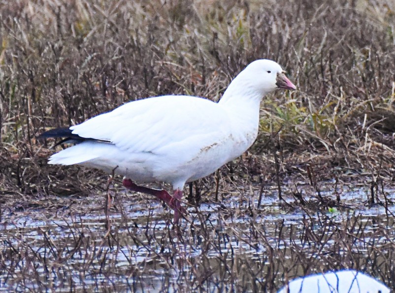 Zwergschneegans - ML646529954