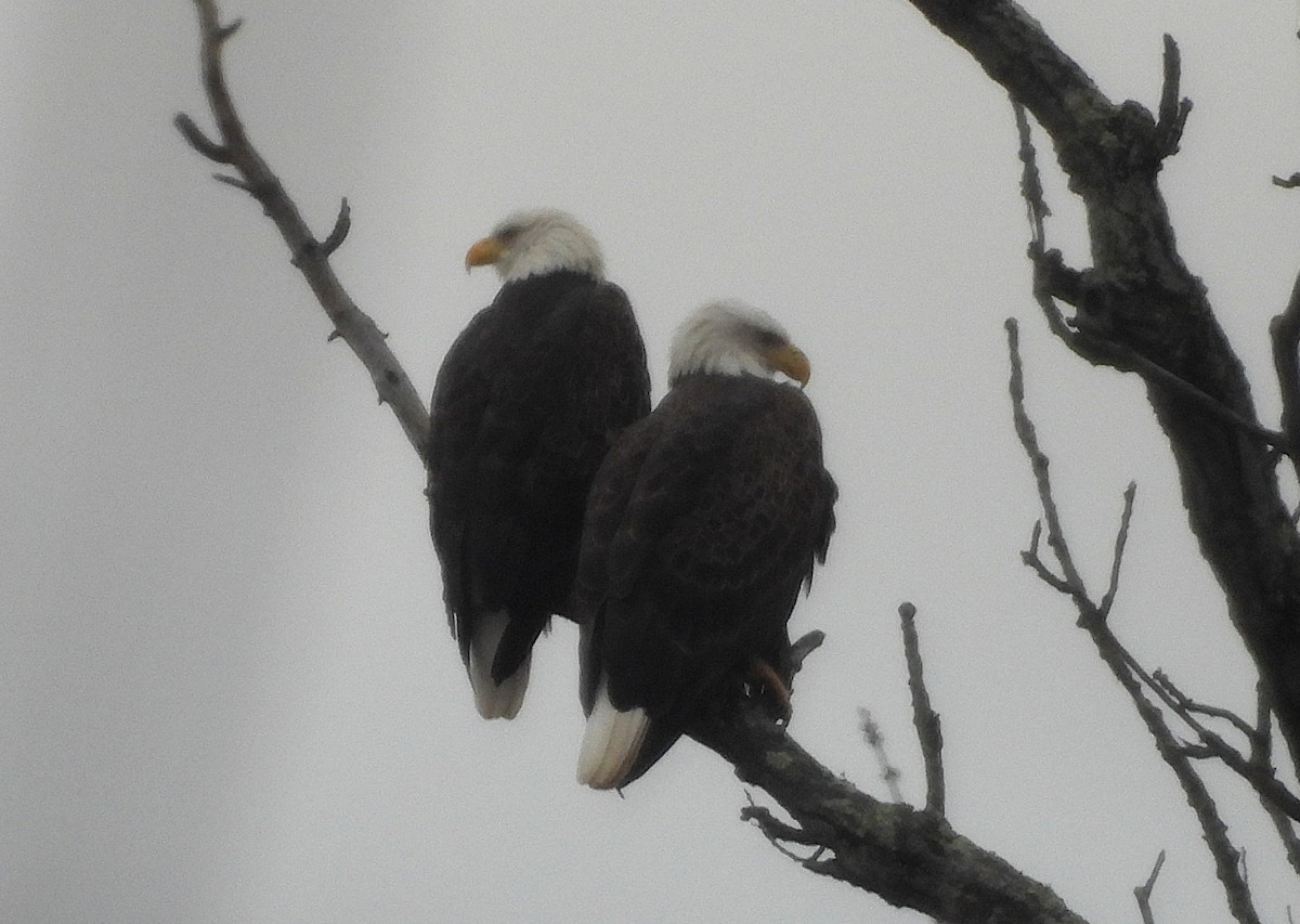 Pygargue à tête blanche - ML646529956
