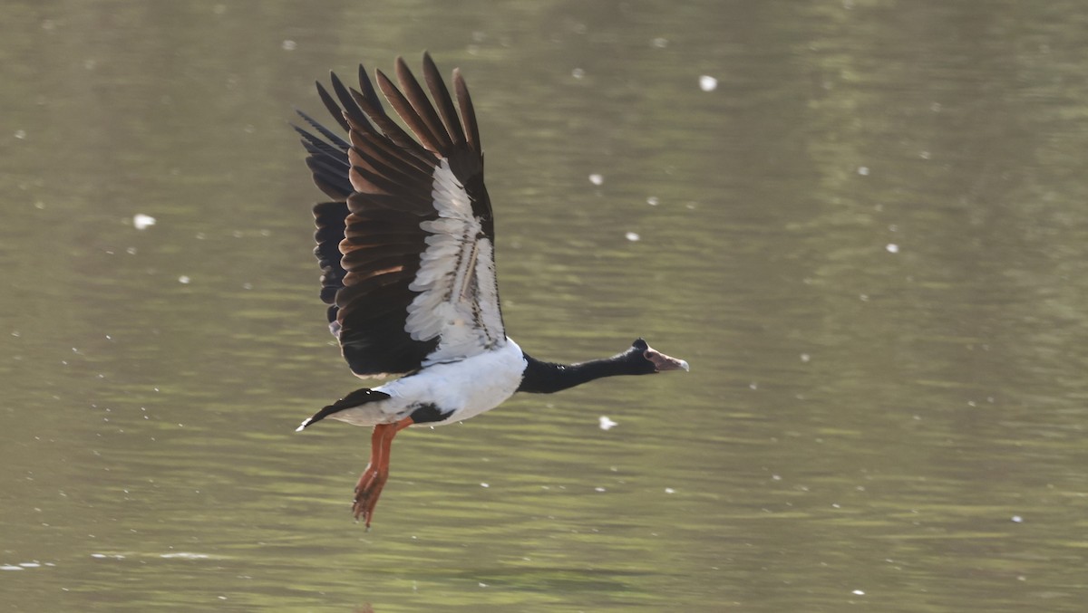 Canaroie semipalmée - ML646529959