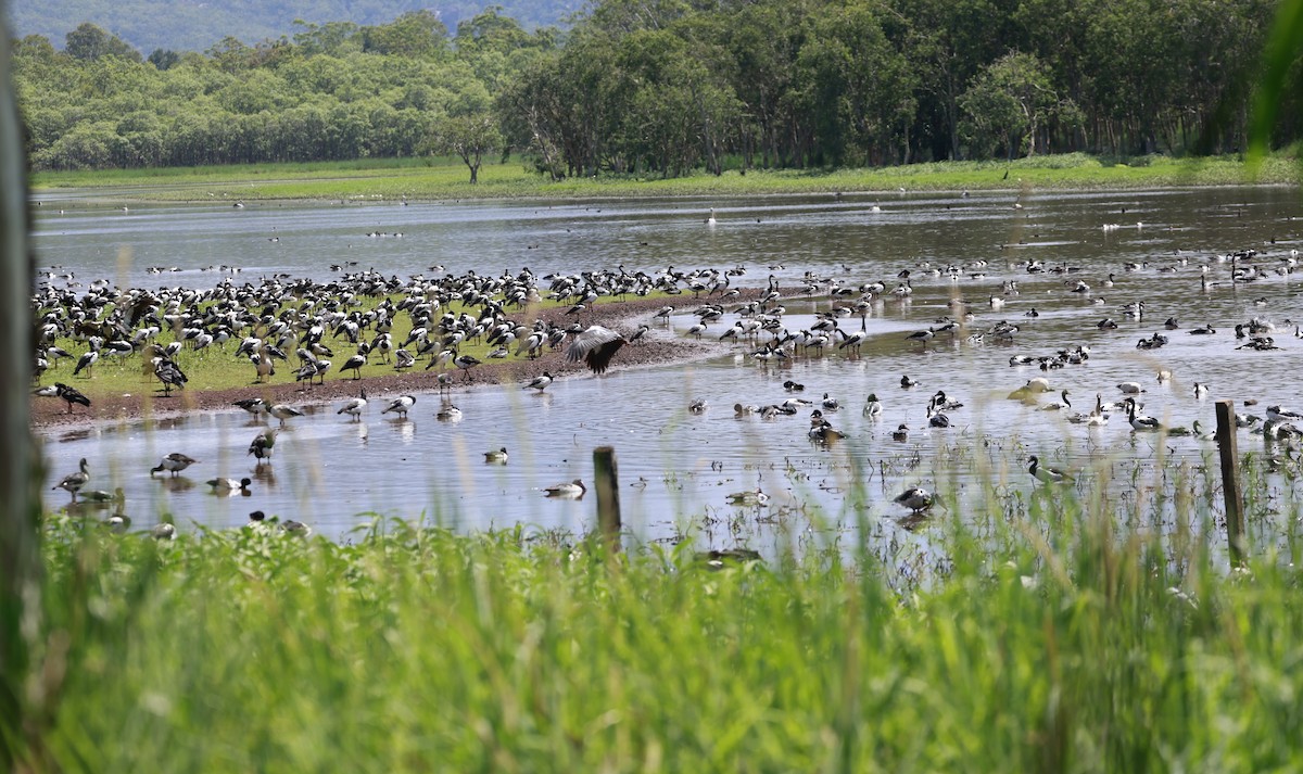 Canaroie semipalmée - ML646529960