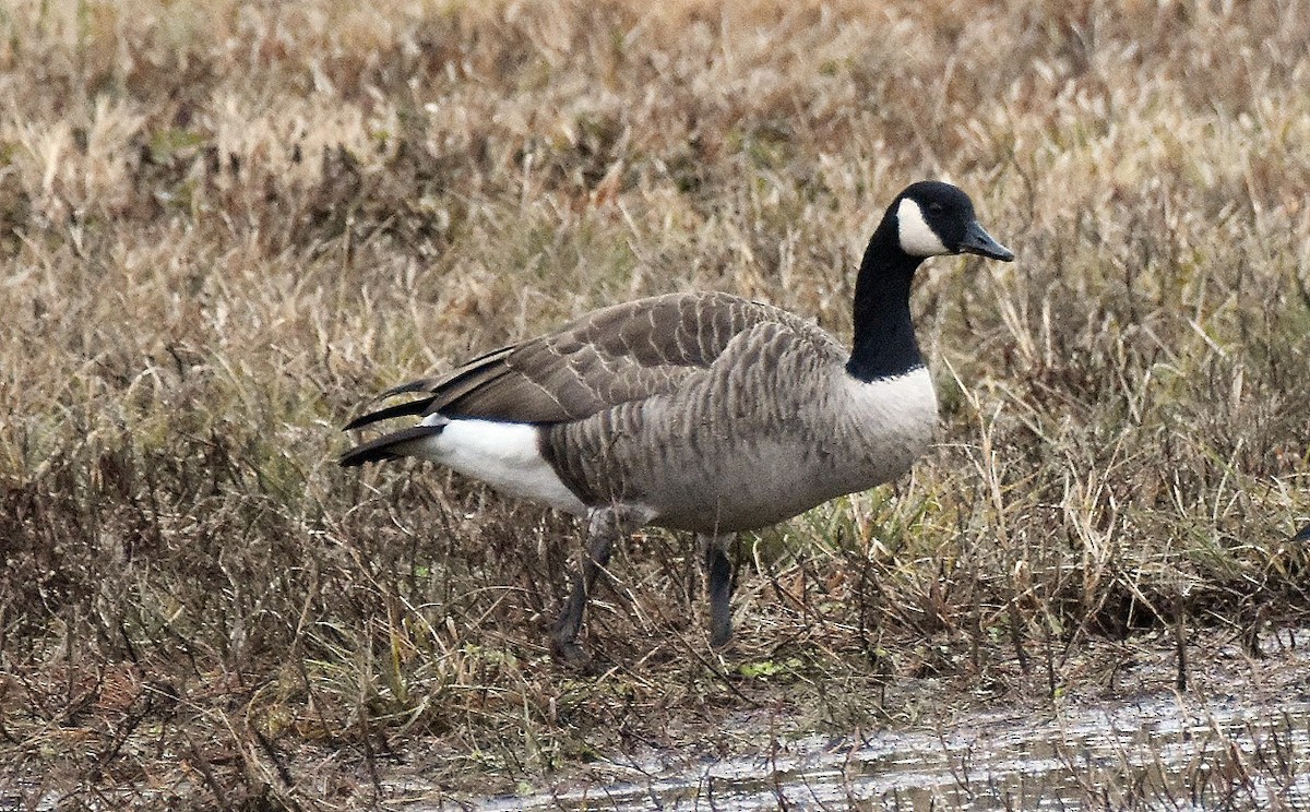 Bernache du Canada - ML646529963