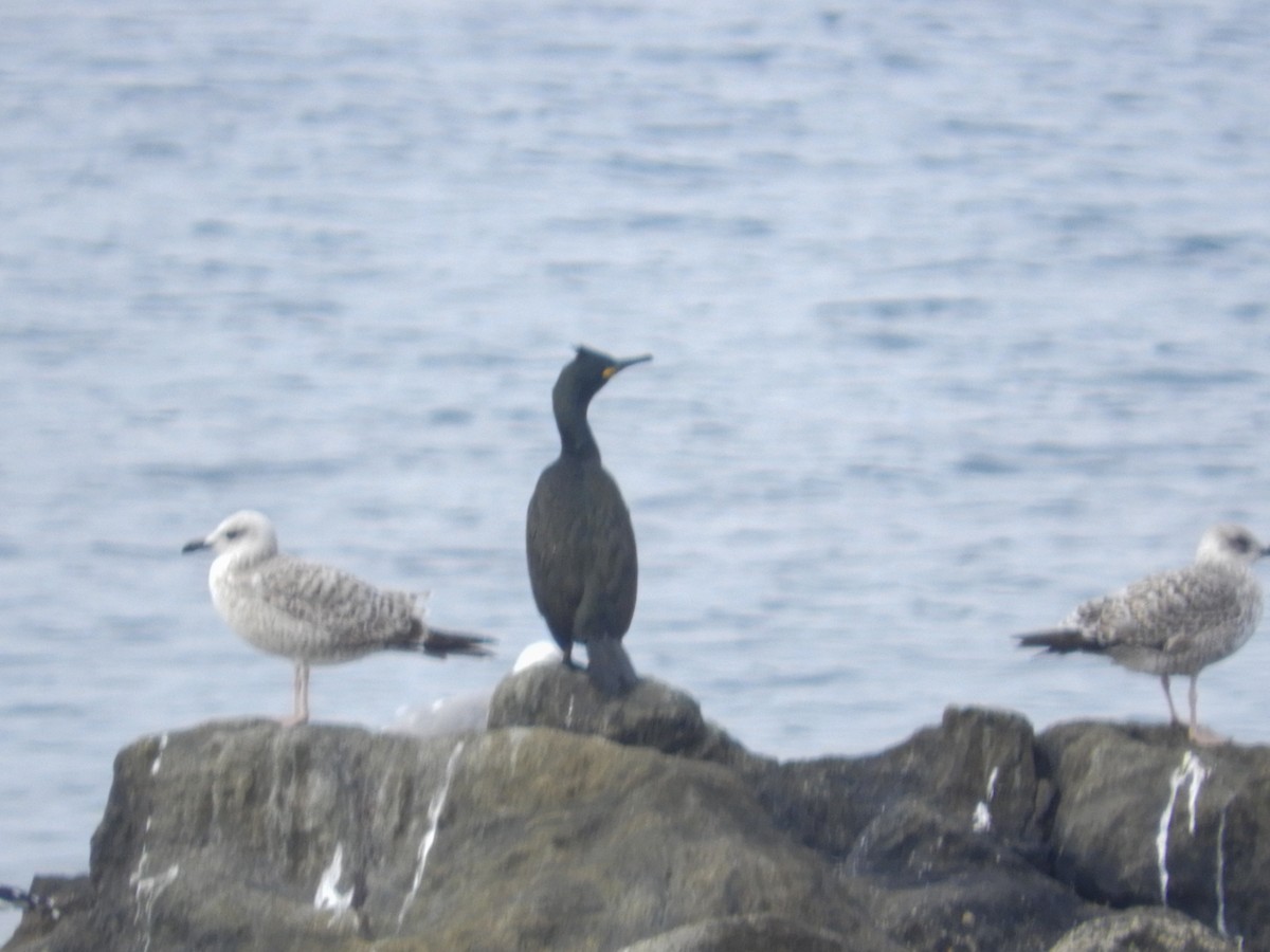 Grand Cormoran - ML646529965