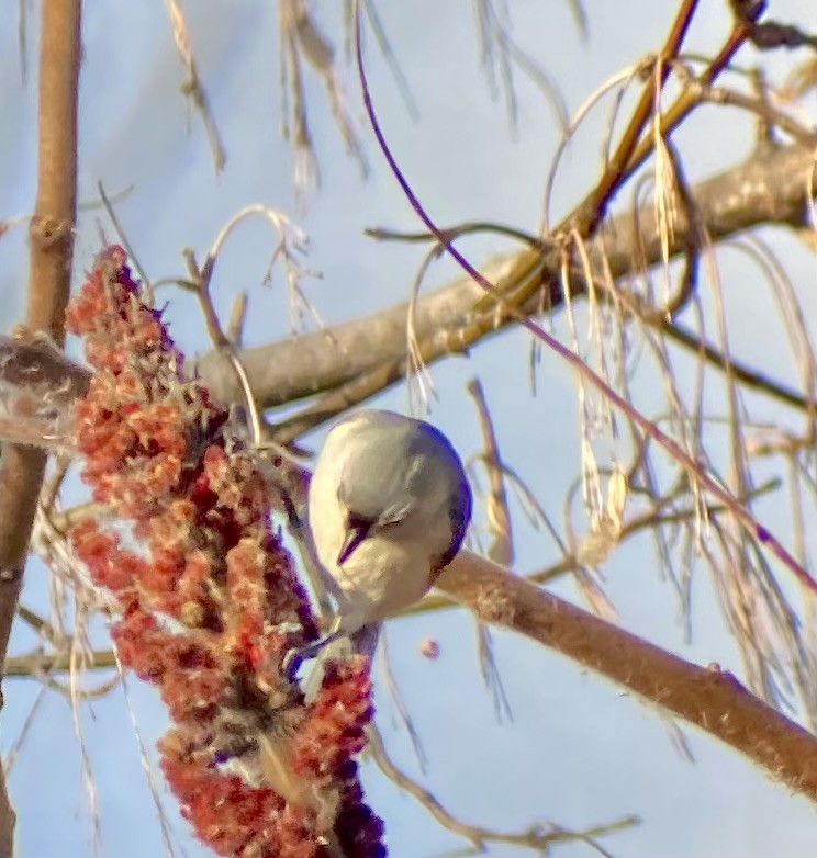 Mésange bicolore - ML646529967