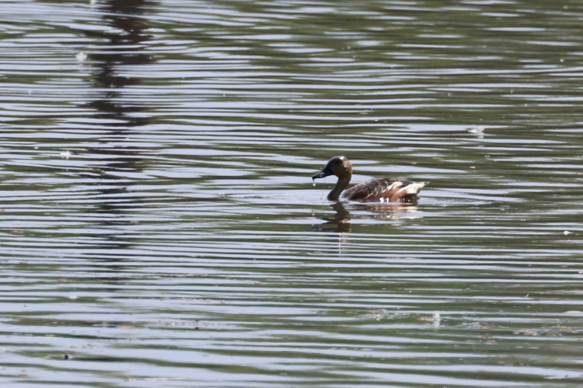 Dendrocygne à lunules - ML646529969