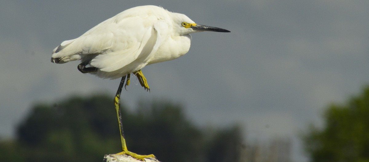 Snowy Egret - ML646529971