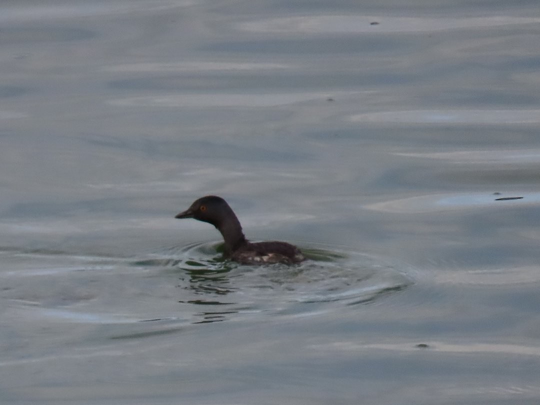 Grèbe minime - ML646529972