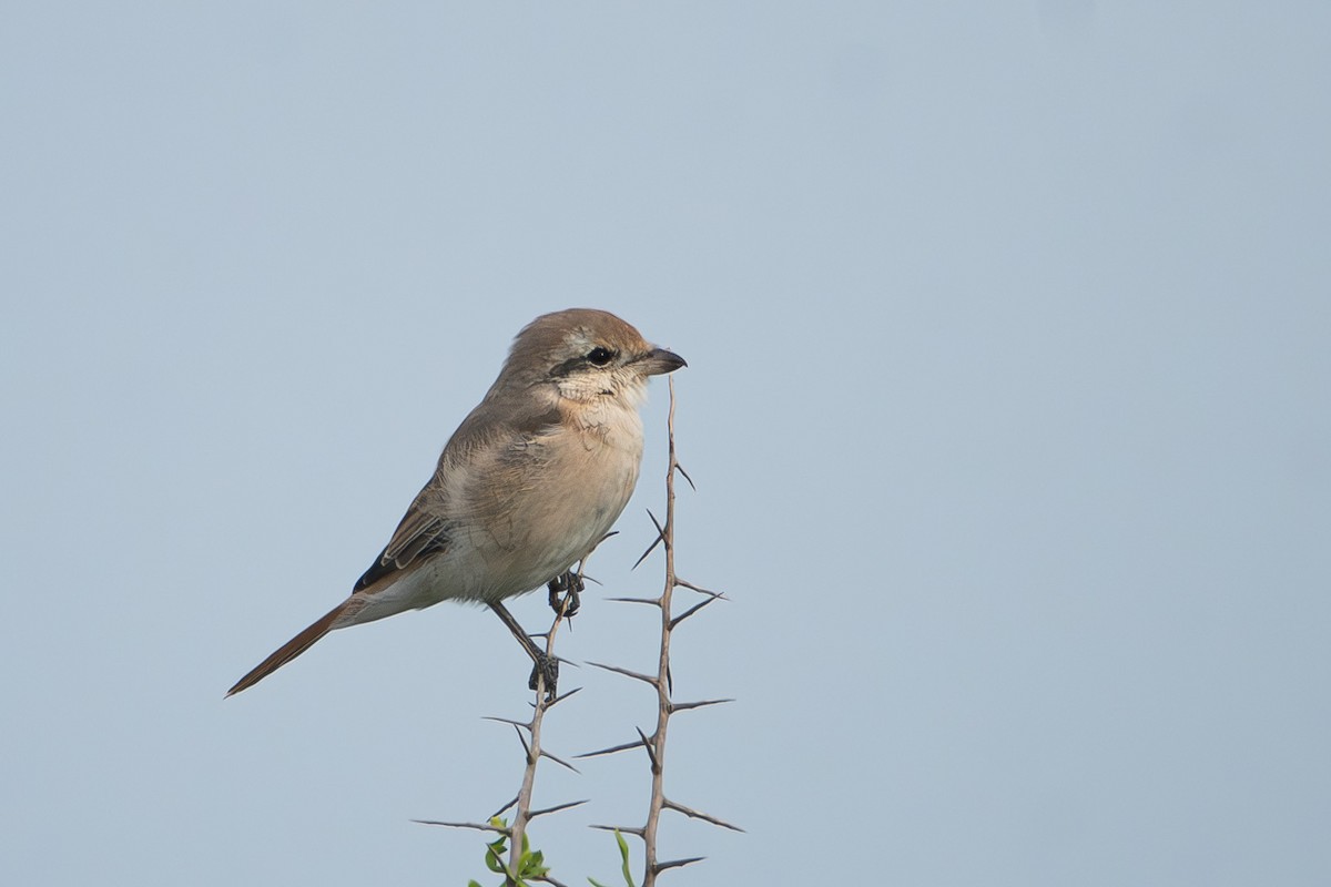 Pie-grièche isabelle - ML646529974