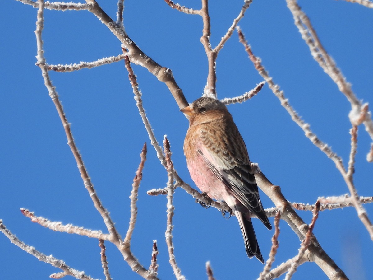 Brown-capped Rosy-Finch - ML646529975