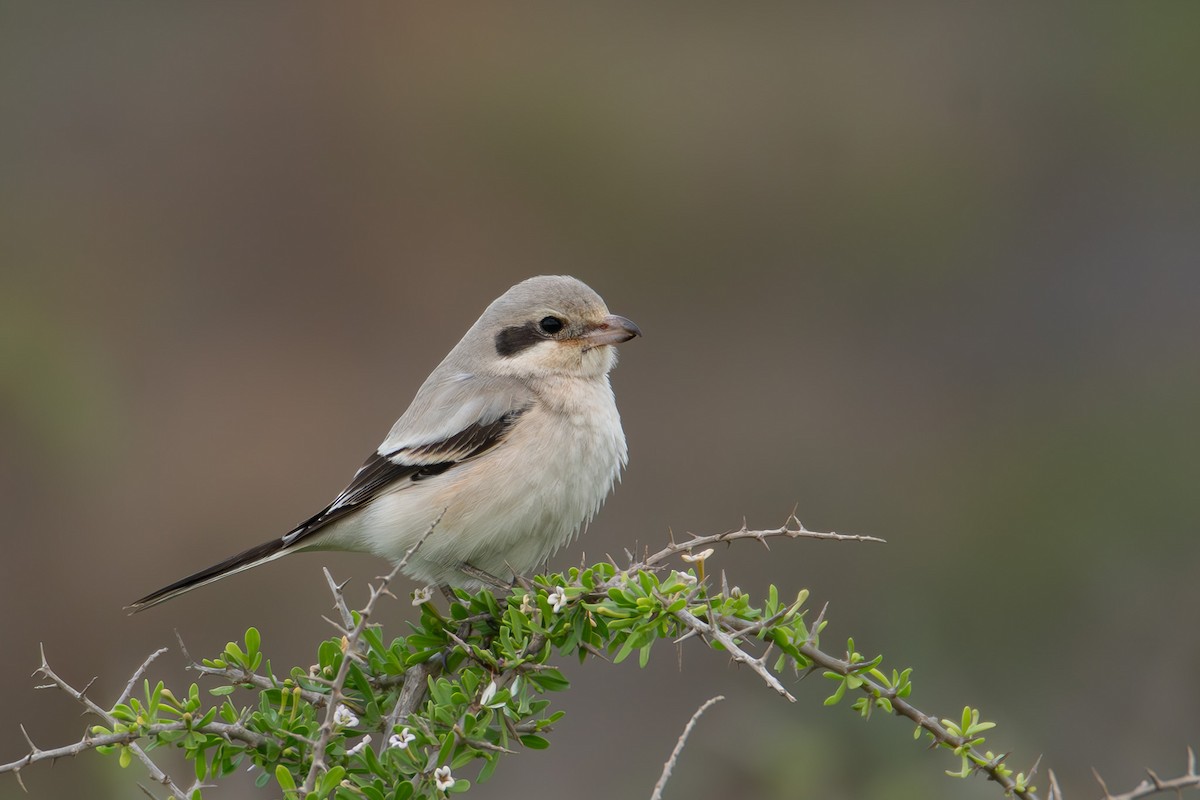 Great Gray Shrike (Steppe) - ML646529976