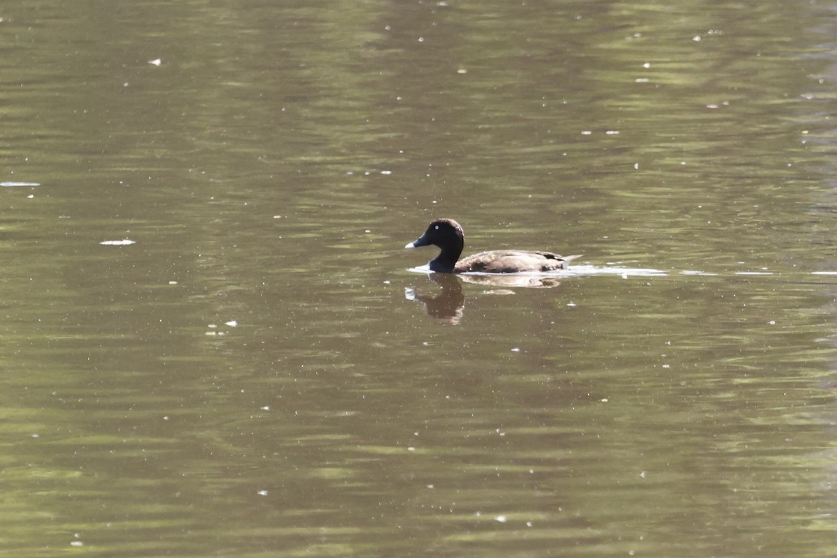 Hardhead - ML646529977