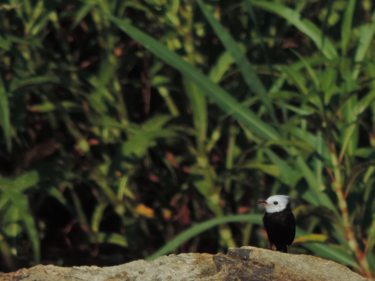 White-headed Marsh Tyrant - ML646529979