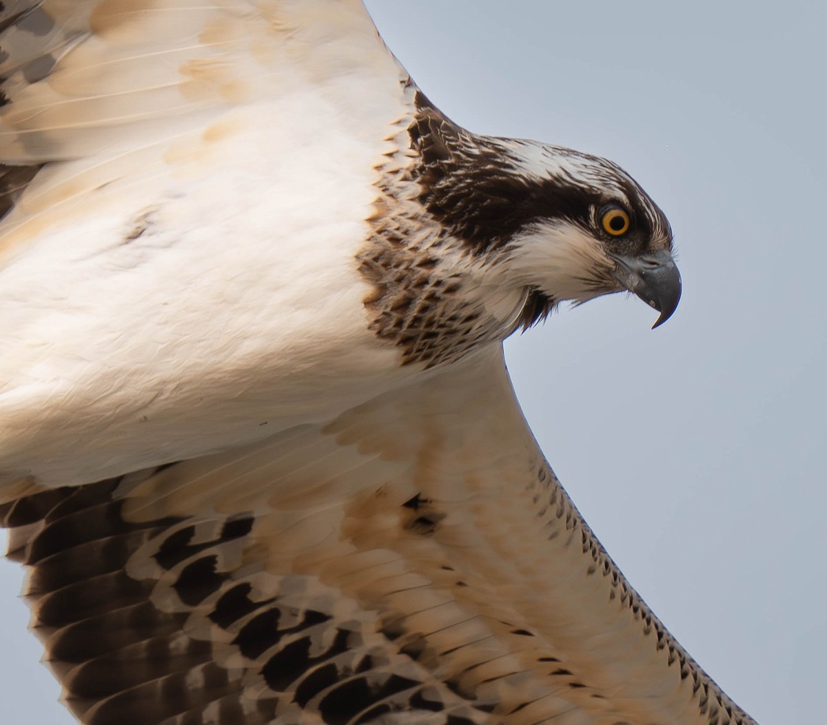 Скопа - ML646529985