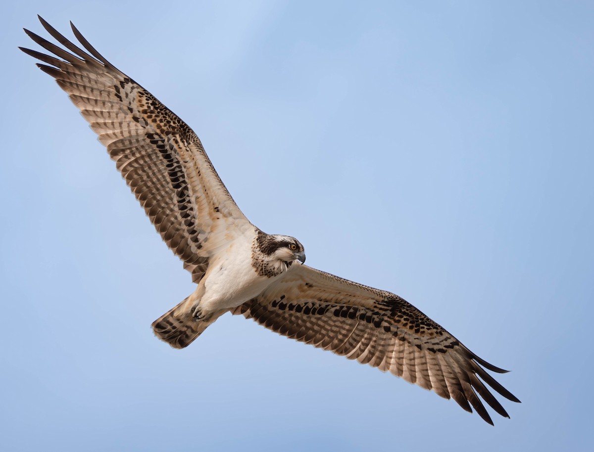 Скопа - ML646529986