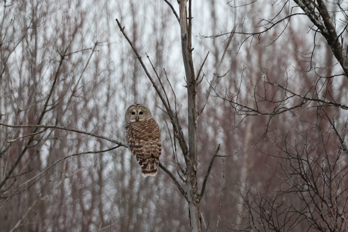 Barred Owl - ML646529988