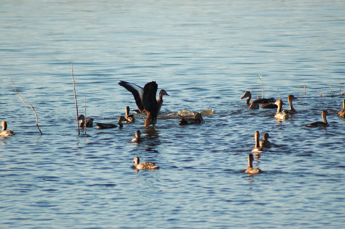 Dendrocigna beccorosso - ML646529993