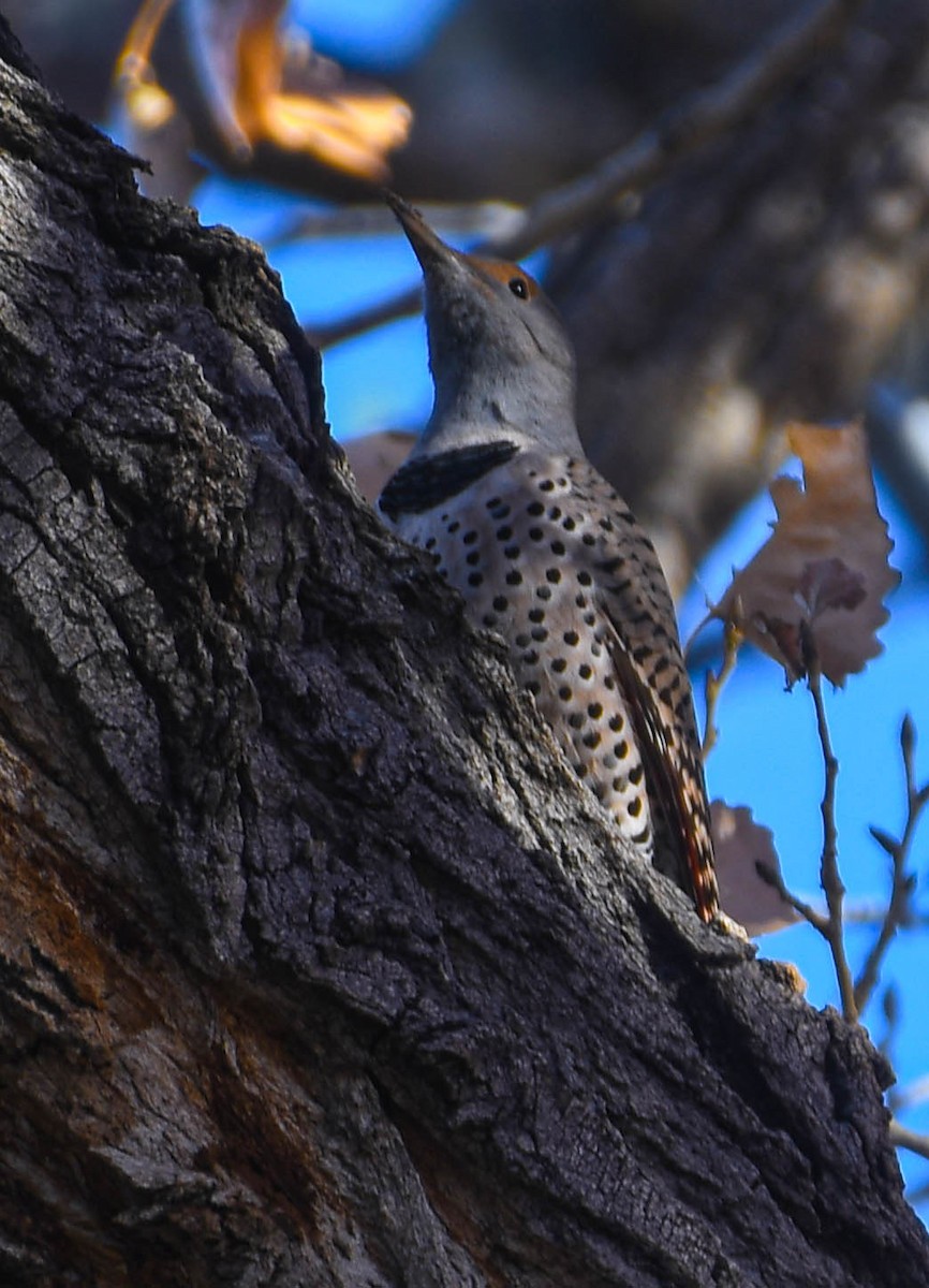 Northern Flicker (Red-shafted) - ML646529995