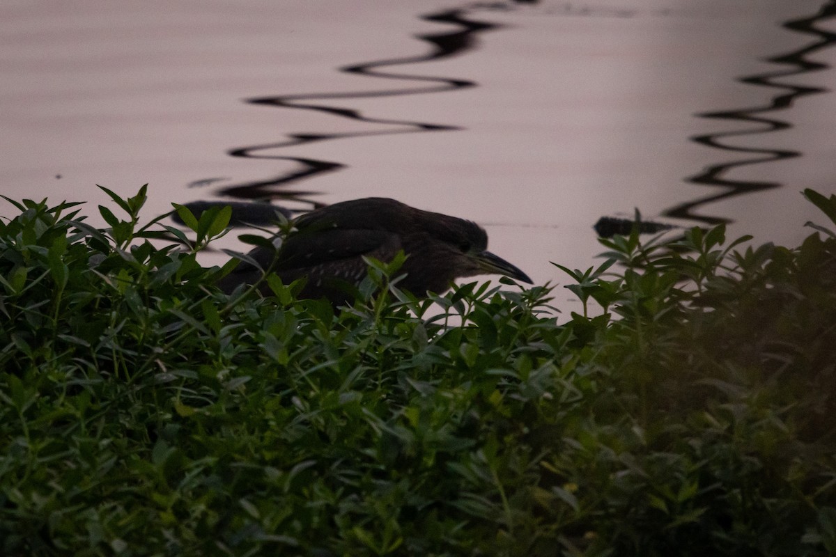 Квак звичайний (підвид nycticorax) - ML646529996