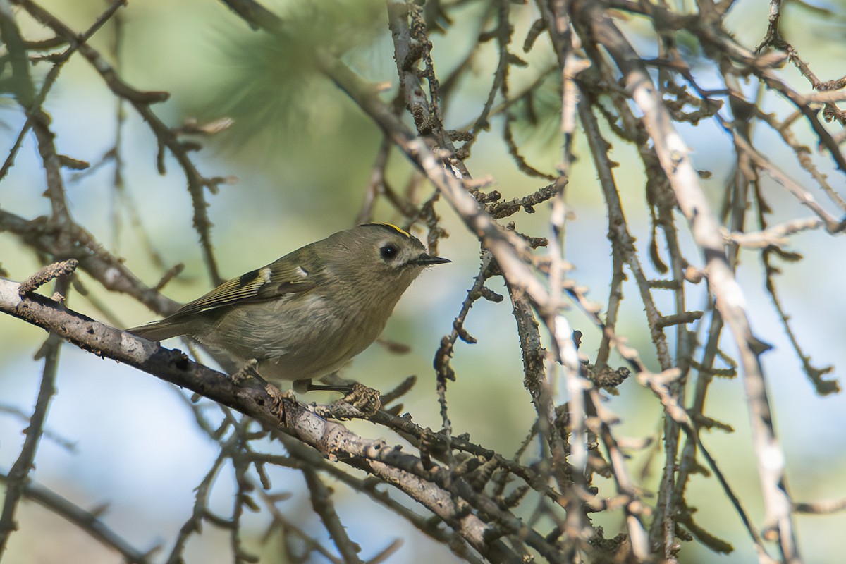 Goldcrest - ML646529997
