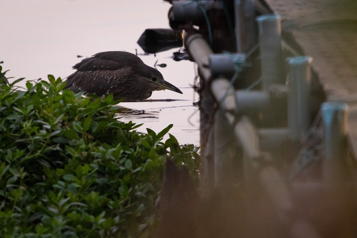 Квак звичайний (підвид nycticorax) - ML646529998