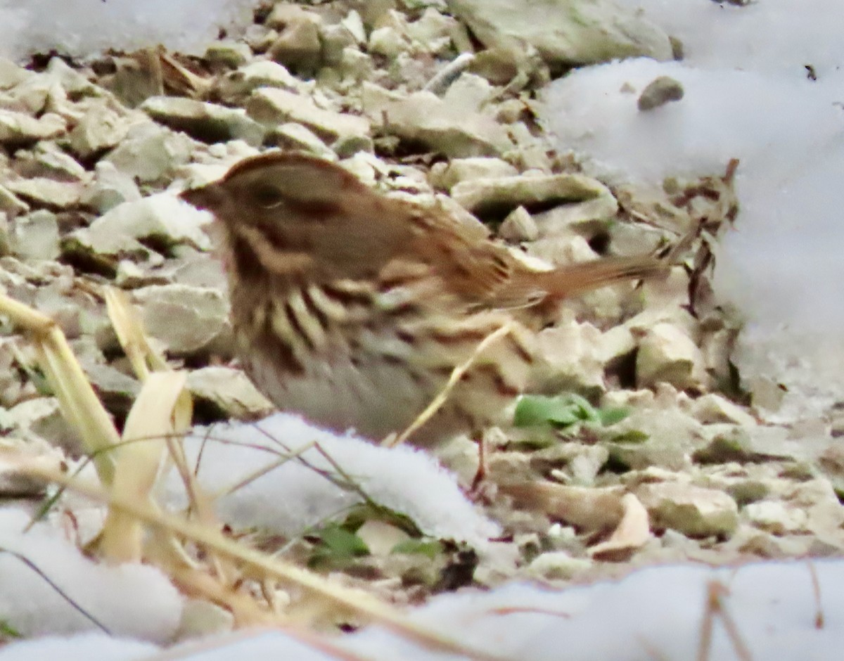 Song Sparrow (melodia/atlantica) - ML646530002