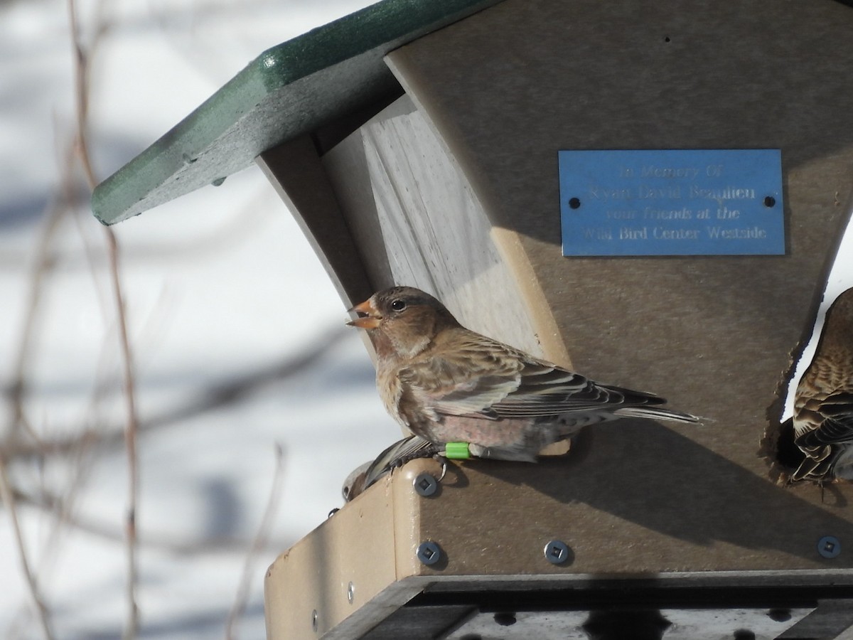 Brown-capped Rosy-Finch - ML646530006
