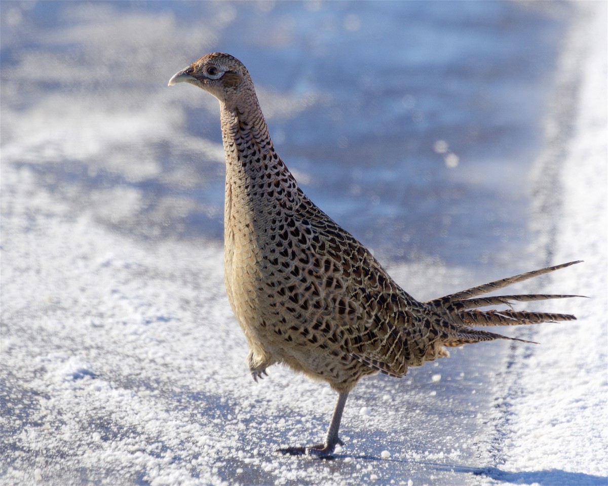 Ring-necked Pheasant - ML646530007