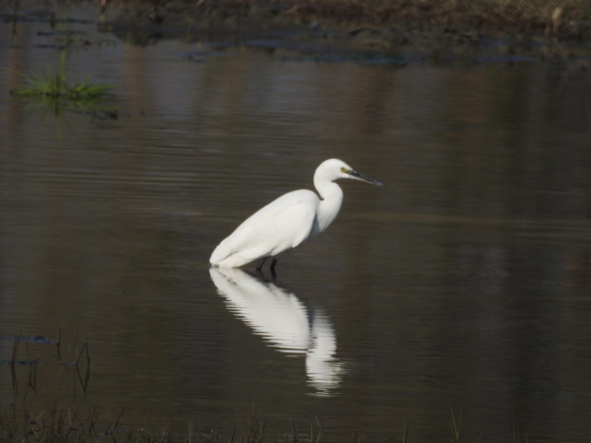 Little Egret - ML646530013