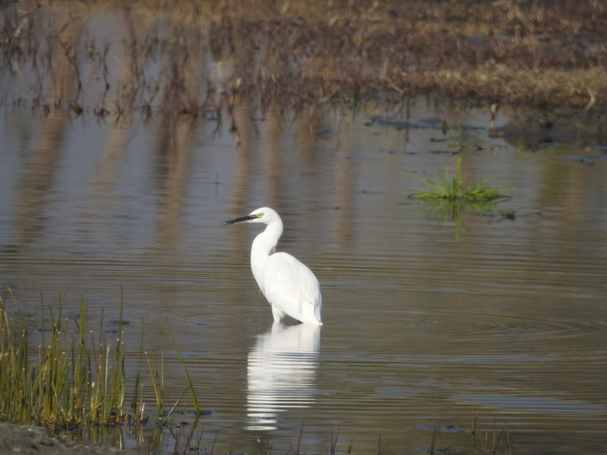 Little Egret - ML646530014