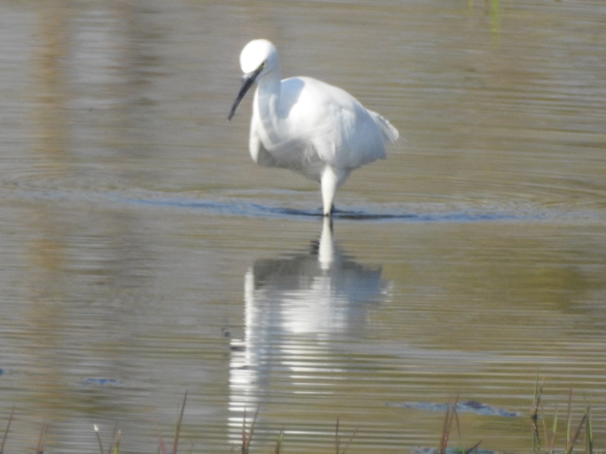 Little Egret - ML646530015