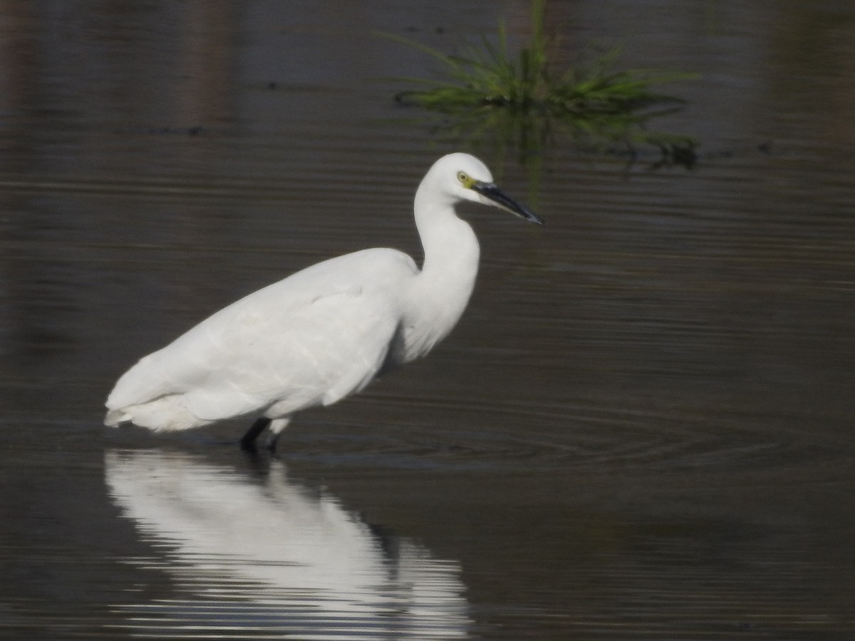 Little Egret - ML646530016