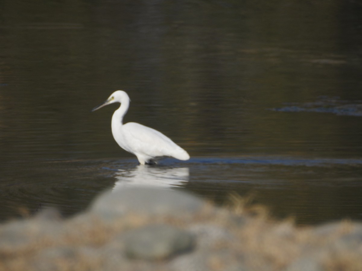Little Egret - ML646530017