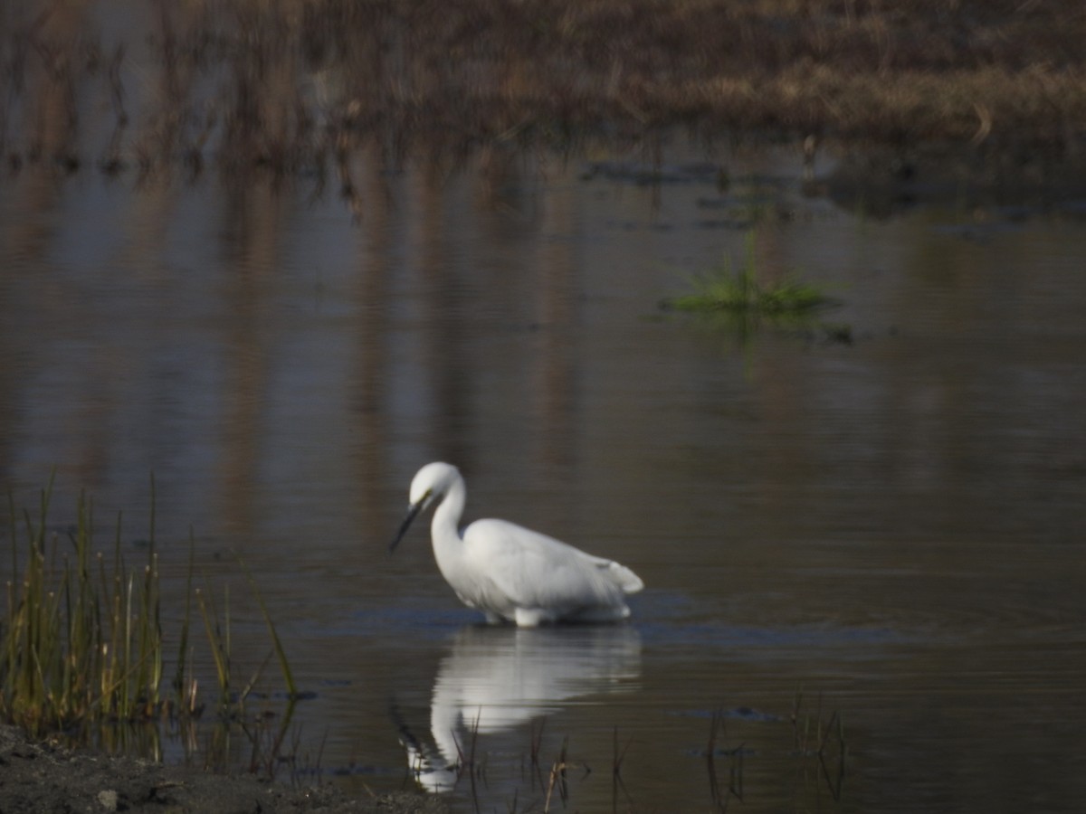 Little Egret - ML646530018