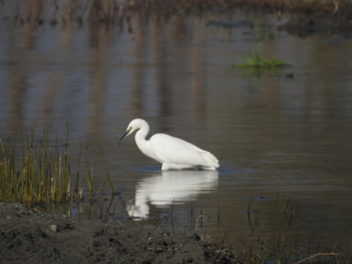 Little Egret - ML646530020