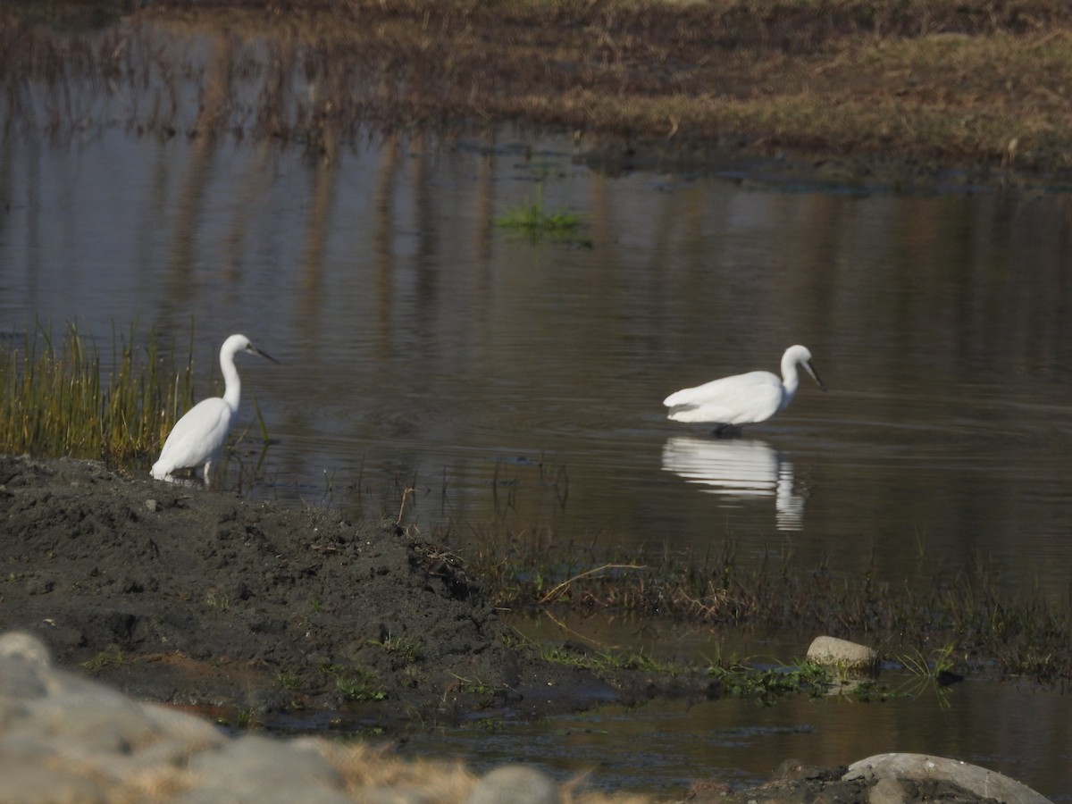 Little Egret - ML646530021