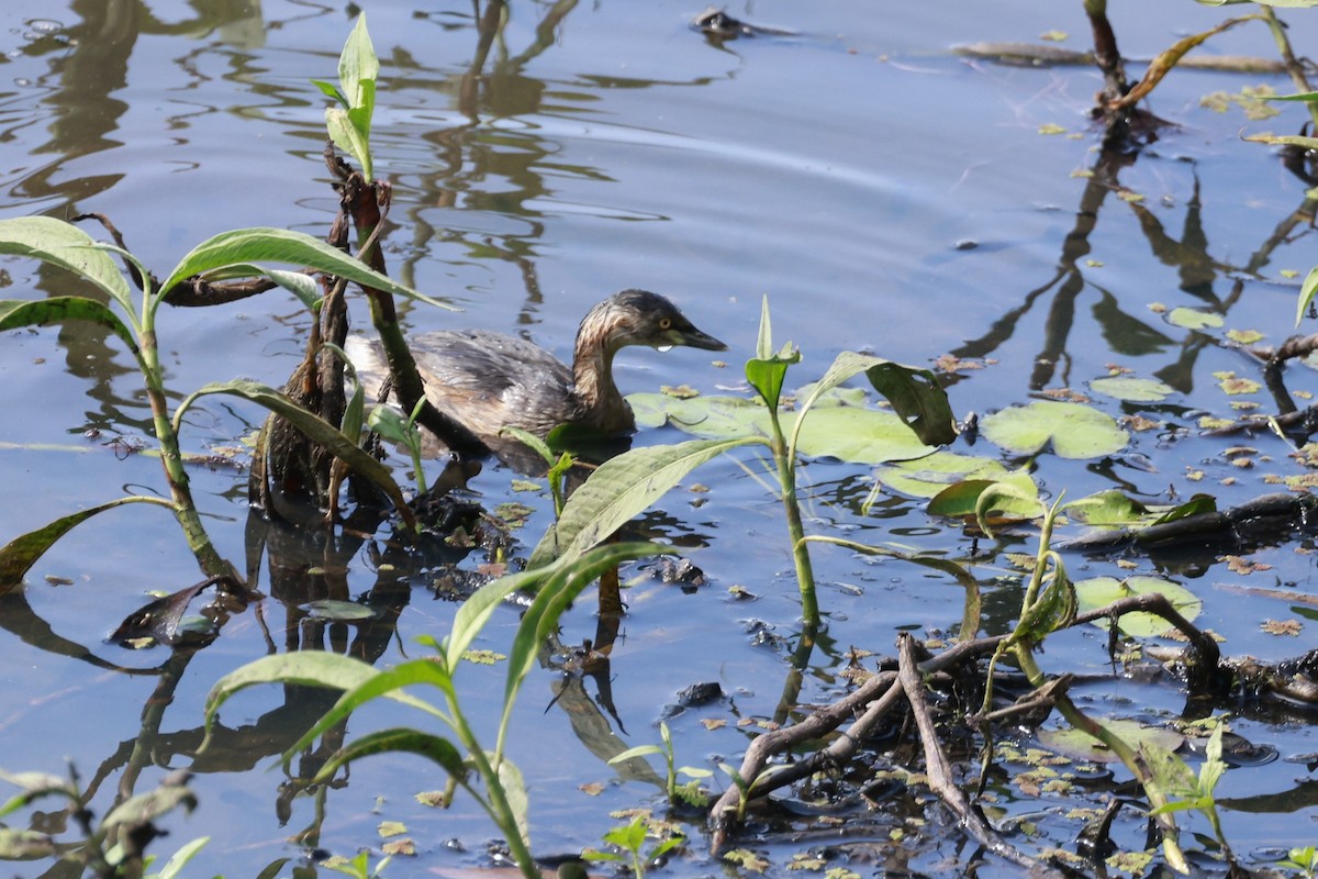 Australzwergtaucher - ML646530023