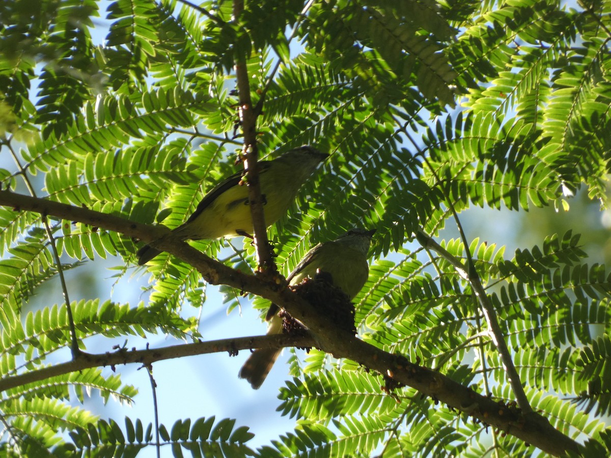 Yellow-crowned Tyrannulet - ML646530026