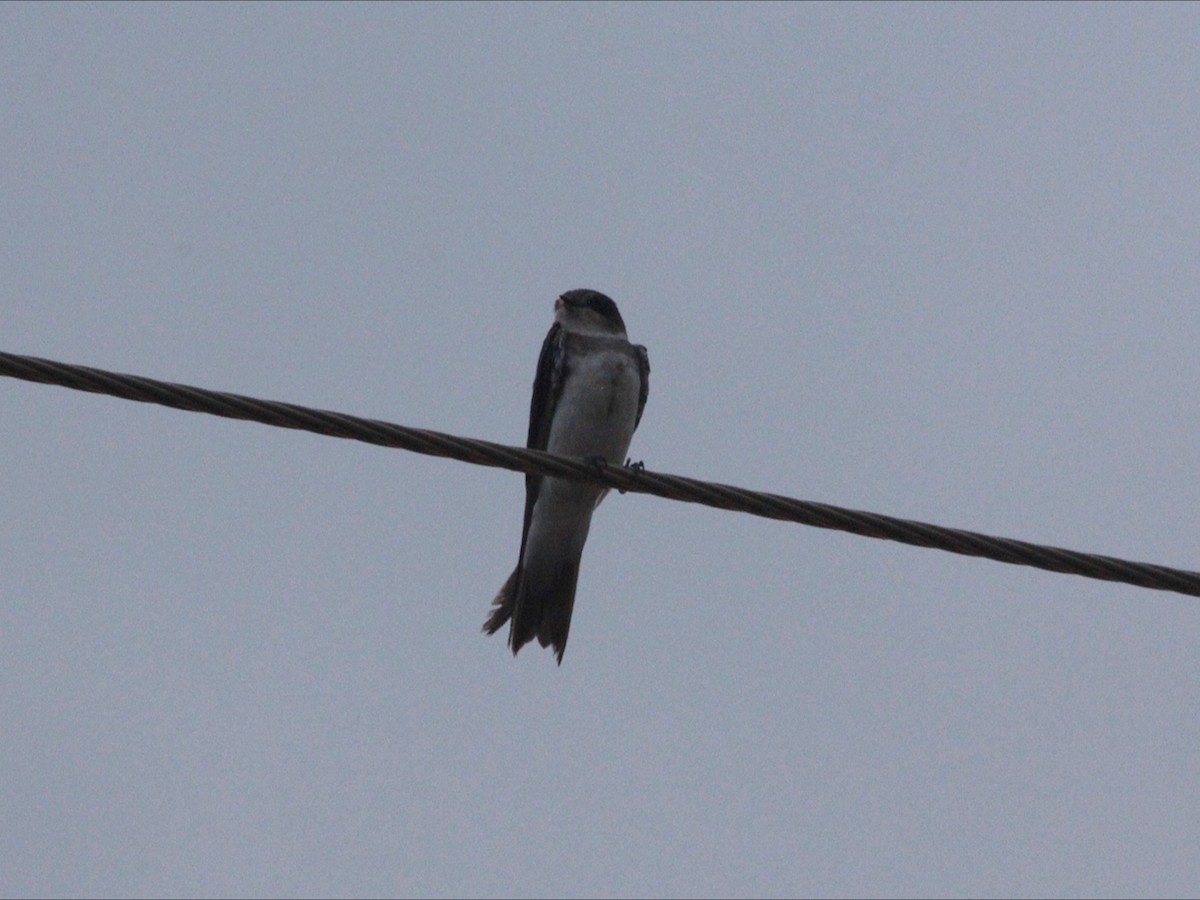 Bank Swallow - ML646530028