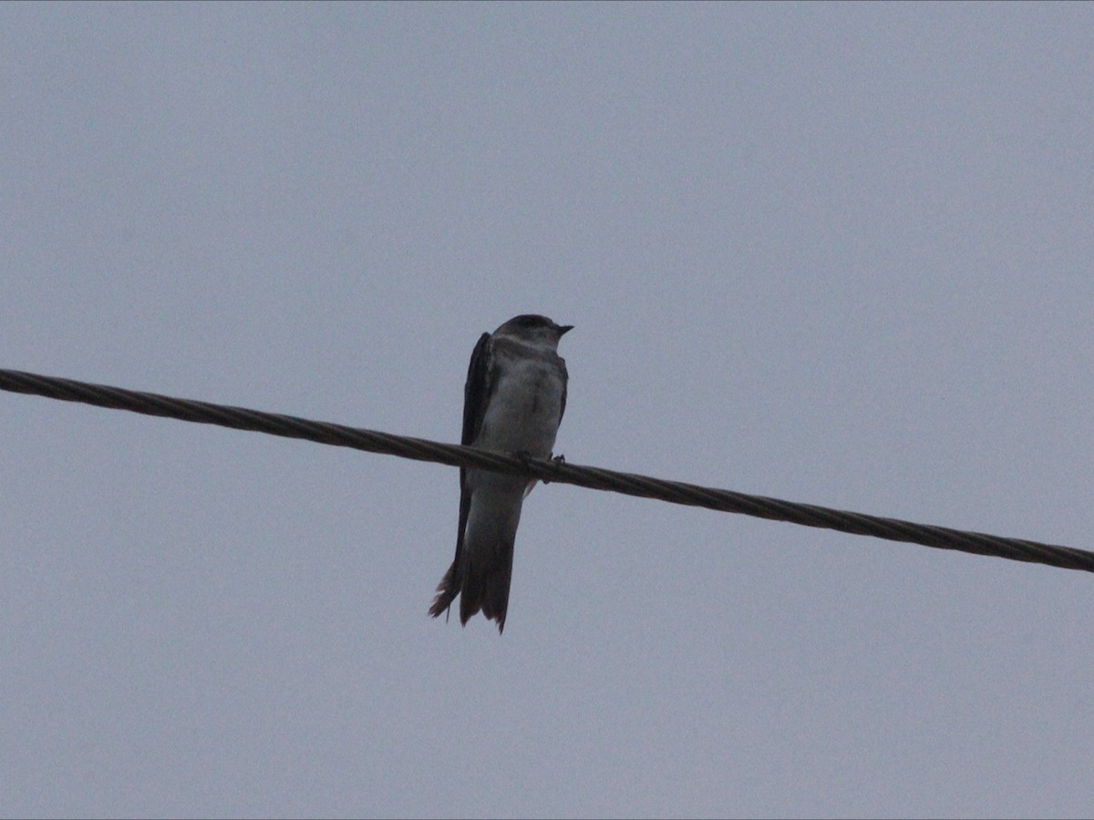 Bank Swallow - ML646530029