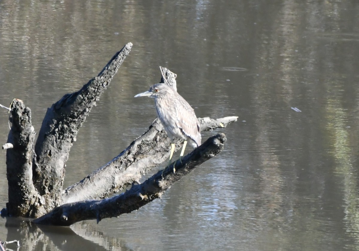 Квак звичайний - ML646530031