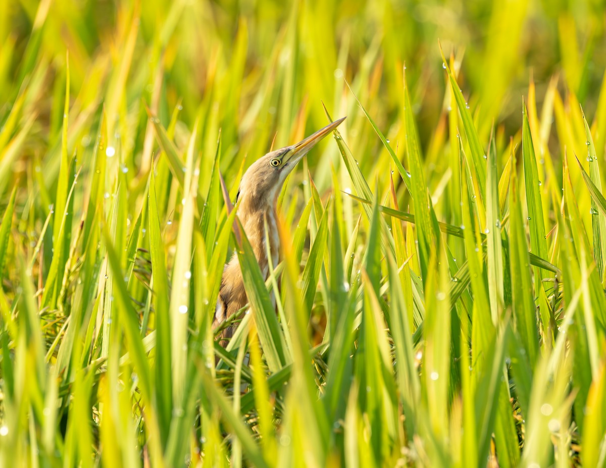 Streifendommel - ML646530036